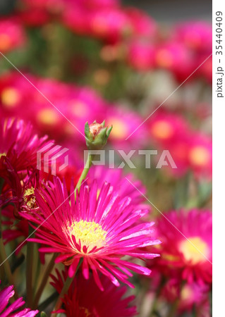 マツバギク マツバギク 35440409