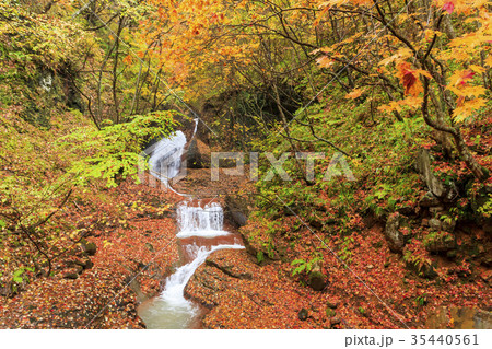 紅葉の米子大瀑布の森 35440561