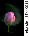 蓮の花 35440926