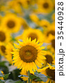 八重ひまわり 35440928