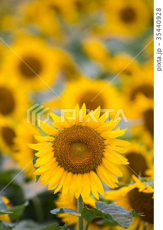 八重ひまわり 35440928