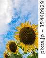 ひまわり 35440929