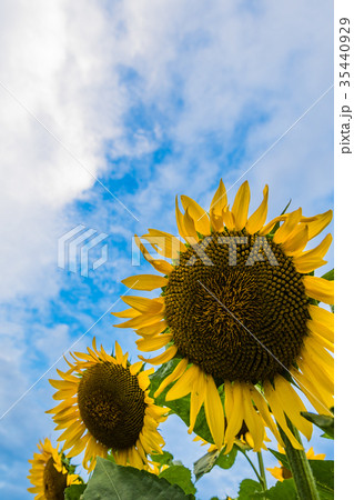 ひまわり 35440929