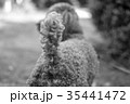 トイプードル 35441472