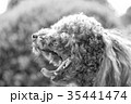 トイプードル 35441474
