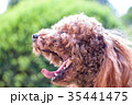 トイプードル 35441475
