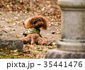 トイプードル 35441476