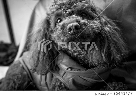 トイプードル 35441477