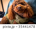 トイプードル 35441478