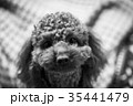 トイプードル 35441479