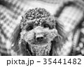 トイプードル 35441482