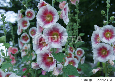 立葵 ハロブラッシュ 花言葉は「気高い美」 立葵 ハロブラッシュ 花言葉は「気高い美」 35442318
