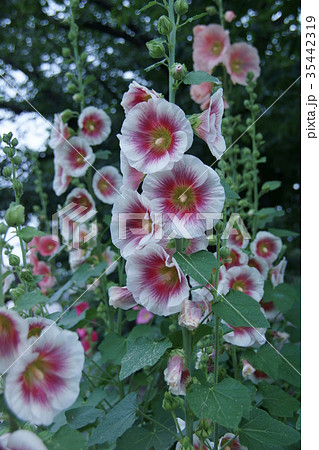 美しい花の画像 無料印刷可能気高い 花 言葉