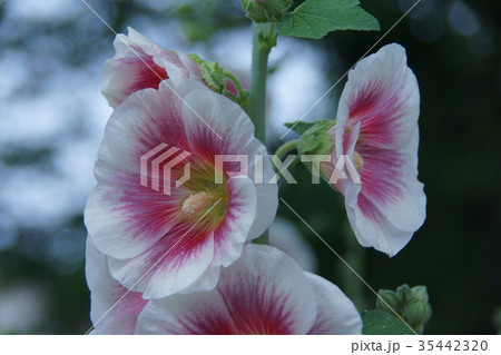 立葵 ハロブラッシュ 花言葉は 気高い美 の写真素材