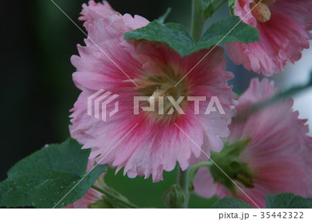 立葵 タチアオイ 花言葉は 気高い美 の写真素材