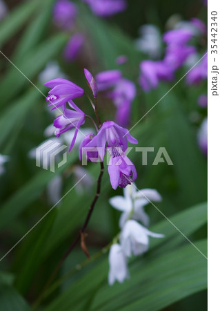 紫蘭 シラン 「美しい姿」 紫蘭 シラン 「美しい姿」 35442340