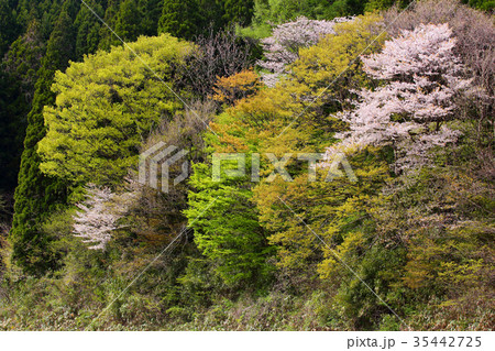 里山の春 35442725