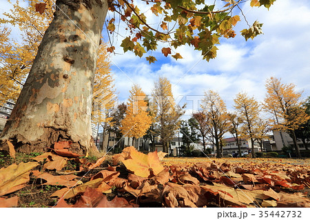 プラタナスの落葉 35442732