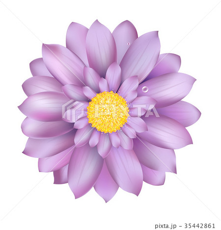 Fresh Lilac Gerber 35442861