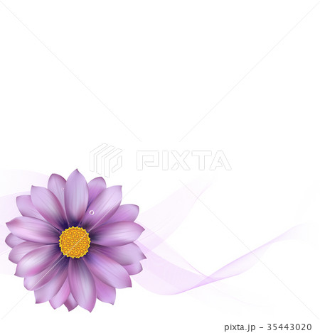 Purple Gerber With Blur Purple Gerber With Blur 35443020
