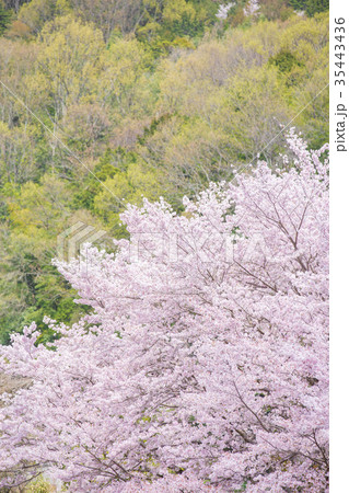 桜 35443436