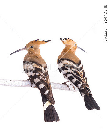 two eurasian hoopoe two eurasian hoopoe 35443549