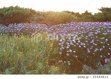 sunset over a wild field and field flowers 35444613