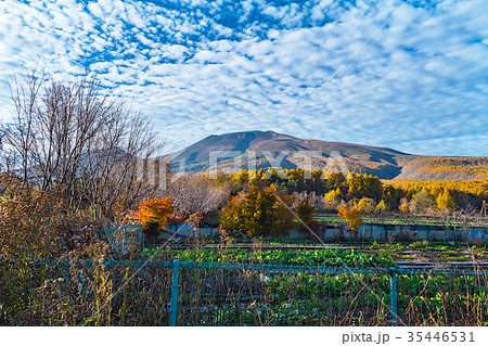 浅間山麓の秋 浅間山麓の秋 35446531