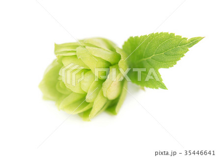 Fresh green hop branch, isolated on white 35446641
