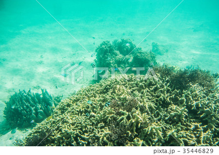 石垣島 白保海岸の熱帯魚の写真素材