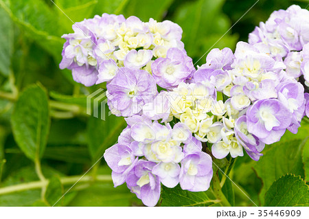 紫陽花 紫陽花 35446909