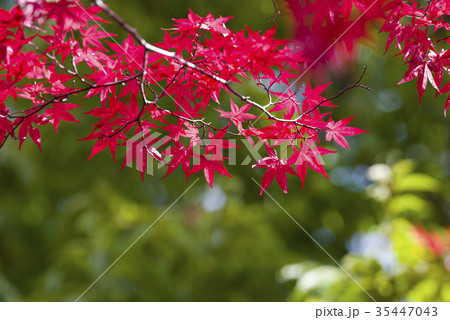 爽やかな紅葉 35447043
