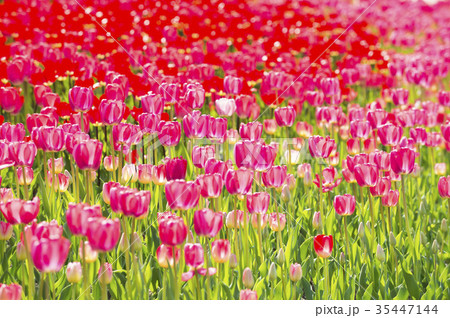 チューリップ 35447144