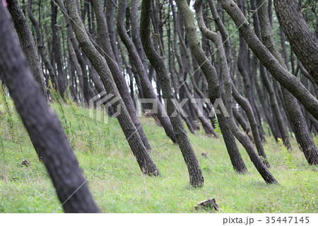 防風林 防風林 35447145