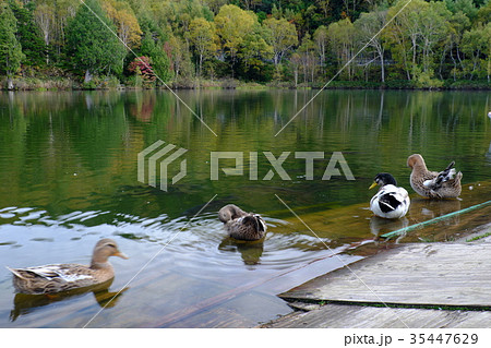 カモと木戸池1 カモと木戸池1 35447629