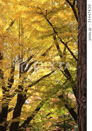 イチョウの紅葉　黄色く色付いた紅葉 35447639