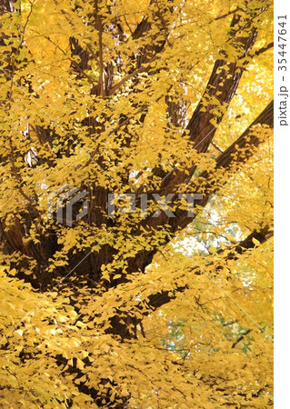 イチョウの紅葉 黄色く色付いた紅葉 イチョウの紅葉 黄色く色付いた紅葉 35447641