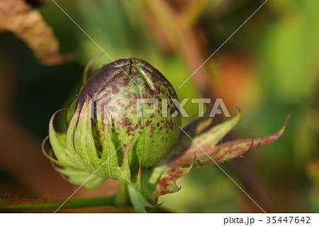 自然 植物 ワタ、九月下旬。もう少しではじけて白い綿毛が顔を出しそうなワタの実① 自然 植物 ワタ、九月下旬。もう少しではじけて白い綿毛が顔を出しそうなワタの実① 35447642