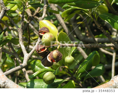 実が裂けて赤い粘液が付いた種が顔を出したトベラの実 35448353