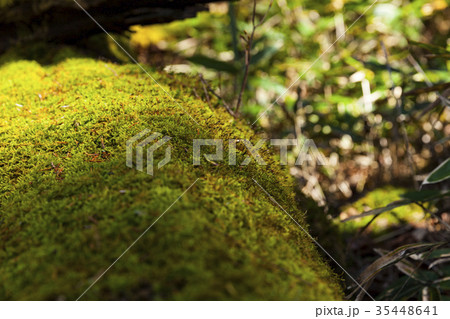 倒木した木に苔 倒木した木に苔 35448641
