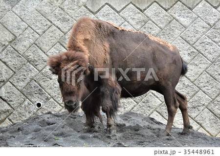 動物園のバイソン 動物園のバイソン 35448961