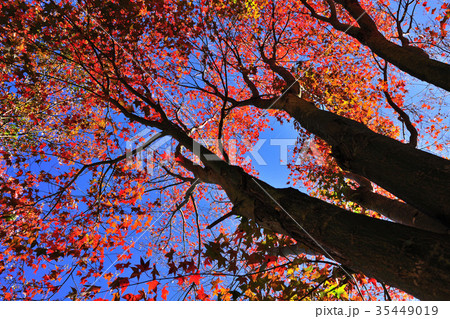 アジア人 アジアン アジア風 35449019