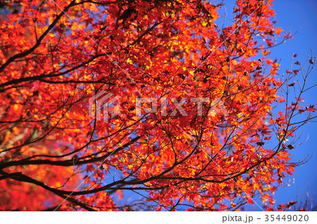 アジア人 アジアン アジア風 35449020