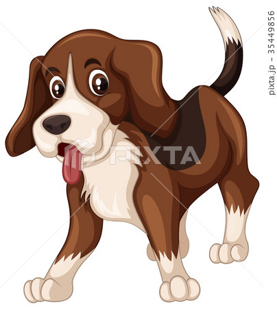 Beagle dog on white background Beagle dog on white background 35449856