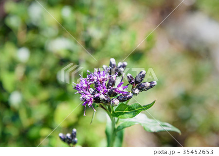 Saussurea flower. Altai Republic. Russia 35452653