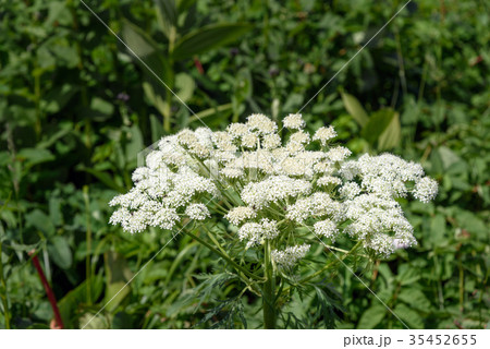 Conioselinum flower. Altai Republic. Russia 35452655