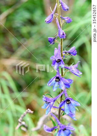 Delphinium elatum flower. Altai Republic. Russia 35452657