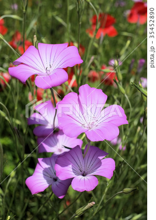 麦なでしこ 麦なでしこ 35452890