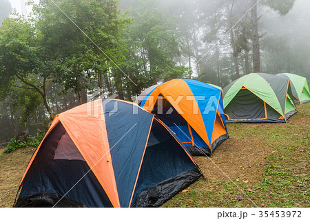 Camping in pine forest with fog in morning Camping in pine forest with fog in morning 35453972
