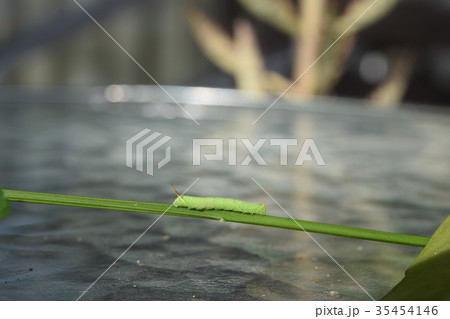 トビイロスズメの幼虫 トビイロスズメの幼虫 35454146